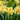 Narcissus 'Tahiti' Bulb