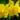 Narcissus 'Tête Bouclé' Bulb