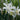 Narcissus 'Thalia' Bulb