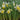 Narcissus 'Topolino' Bulb