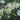 Narcissus 'Toto' Bulb