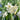 Narcissus 'Tresamble' Bulb