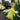 Narcissus 'W.P. Milner' Bulb
