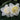 Narcissus 'White Lion' Bulb