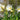 Narcissus 'White Petticoat' Bulb