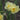 Narcissus 'Yellow Cheerfulness' Bulb