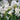 Narcissus papyraceus 'Ziva' Bulb