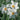 Narcissus poeticus 'Actaea' Bulb