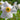 Narcissus poeticus var recurvus Bulb