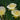 Narcissus romieuxii 'Julia Jane' Bulb