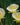 Narcissus romieuxii 'Julia Jane' Bulb