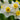 Narcissus tazetta 'Avalanche' Bulb