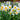 Narcissus tazetta 'Chinese Sacred Lily' Bulb