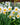 Narcissus tazetta 'Chinese Sacred Lily' Bulb