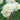 Narcissus tazetta 'Erlicheer' Bulb