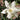 Narcissus tazetta 'Inbal' Bulb