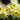Narcissus tazetta 'Minnow' Bulb