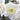 Narcissus tazetta Nir' Bulb