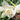 Narcissus triandrus 'Petrell' Bulb