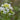 Nasturtium officinale (Water cress) - Marginal Pond Plants - MP085