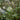 Nasturtium officinale (Water cress) - Marginal Pond Plants - MP085