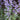 Nepeta Faassenii