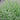 Nepeta Faassenii 'Kit Cat'