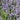 Nepeta Faassenii 'Purrsian Blue'