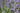 Nepeta Faassenii 'Purrsian Blue'