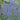 Nepeta Faassenii 'Walker'S Low'