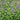 Nepeta Manchuriensis 'Manchu Blue'