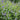 Nepeta Subsessilis