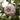Camellia japonica 'Nuccio's Pearl' 60cm / 100cm