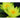 Charlene Strawn water lily - pond plants - LW04