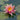 Nymphaea Georgia Peach