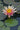 Nymphaea Georgia Peach
