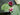 Nymphaea Rembrandt