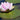 Nymphaea Mrs. Richmond - 2026