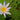 Nymphaea micrantha