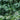 Ophiopogon Japonicus - Packs
