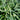 Ophiopogon japonicus 'Minor'