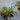 Orontium Aquaticum - Packs
