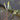 Orontium aquaticum (Golden club) - Marginal Pond Plants - MP086