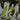 Orontium aquaticum (Golden club) - Marginal Pond Plants - MP086