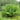 Osmunda regalis - 2026