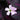 Oxalis triangularis