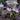 Oxalis triangularis