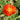Papaver nudicaule 'Gartenzwerg'
