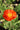 Papaver nudicaule 'Gartenzwerg'