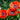 Papaver orientale